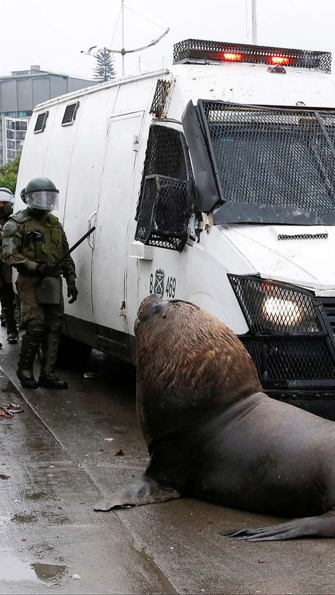 FOTO: Momen Singa Laut Turun ke Jalan Saat Demo Nelayan di Chile, Ikut Hadang Mobil Polisi