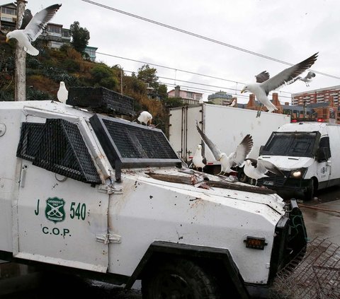 FOTO: Momen Singa Laut Turun ke Jalan Saat Demo Nelayan di Chile, Ikut Hadang Mobil Polisi