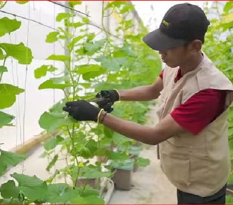 Kisah Inspiratif Petani Muda Asal Kudus Kembangkan Budi Daya Melon Hidroponik, Jadi yang Terbesar di Indonesia