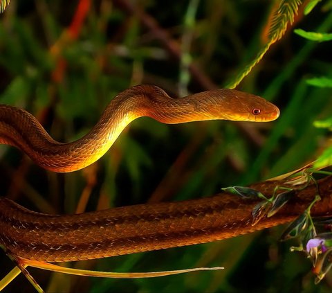 16 Meanings of Dreaming of Many Snakes According to Psychology that Reflect Real Life Situations