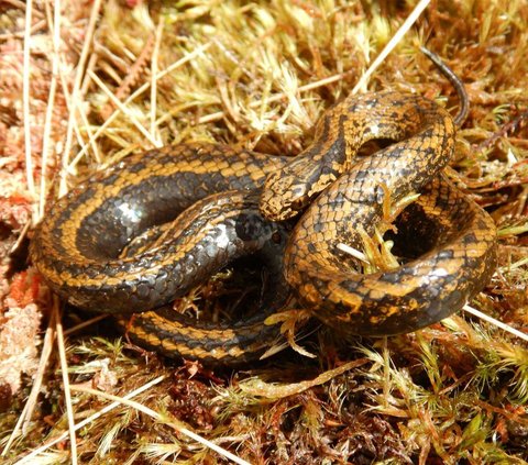 Sensation of the Discovery of a New Snake Species, the Most Dangerous Inhabitant of Parks in Peru, Its Name is Unique