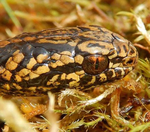 Sensation of the Discovery of a New Snake Species, the Most Dangerous Inhabitant of Parks in Peru, Its Name is Unique