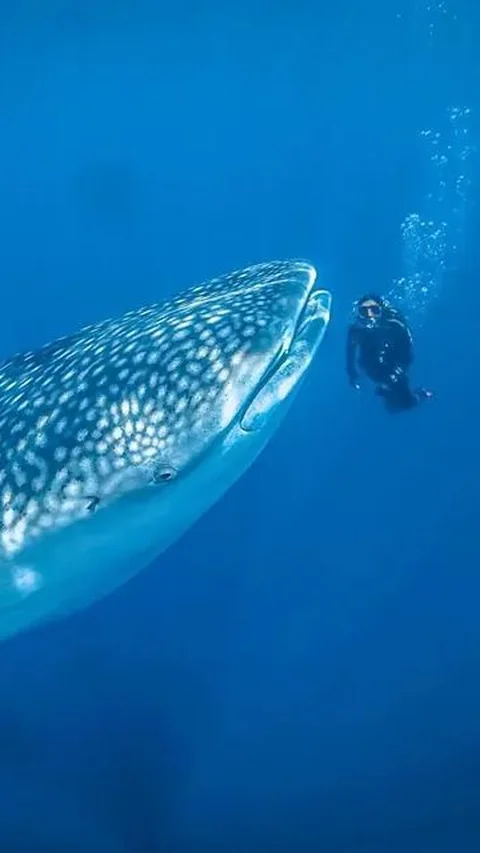 Kirana Larasati has also met one of the giant sea creatures, a whale shark.