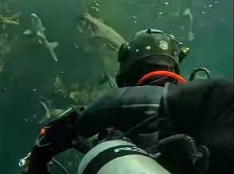 Detik-Detik Kirana Larasati Berpapasan dengan Buaya saat Diving