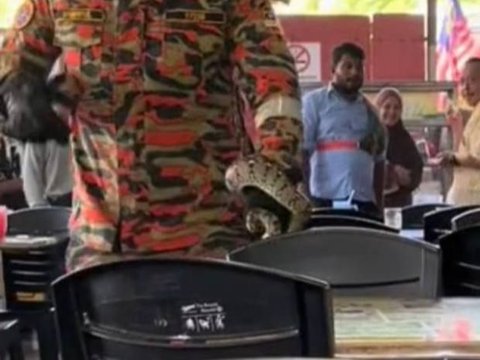 Visitors in Awe as a Large Snake Hangs from the Roof of a Stall, Firefighters' Casual Actions in Capturing it Become the Spotlight