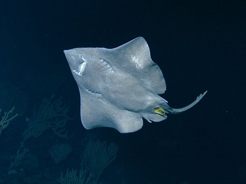 Ikan Pertama yang Dapat Berjalan Ini Simpan 1 Juta Telur di Gunung Api Bawah Laut