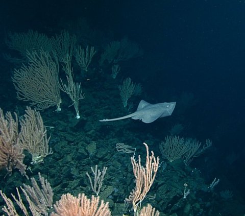 Ikan Pertama yang Dapat Berjalan Ini Simpan 1 Juta Telur di Gunung Api Bawah Laut