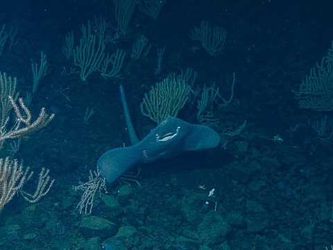 Ikan Pertama yang Dapat Berjalan Ini Simpan 1 Juta Telur di Gunung Api Bawah Laut