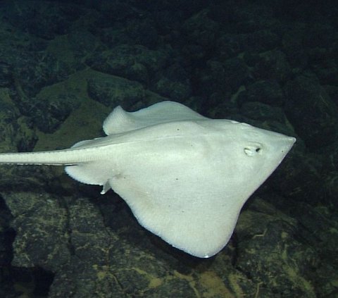 Ikan Pertama yang Dapat Berjalan Ini Simpan 1 Juta Telur di Gunung Api Bawah Laut