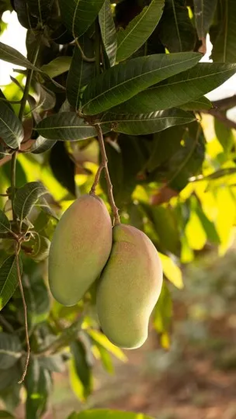 Kandungan Daun Mangga yang Luar Biasa