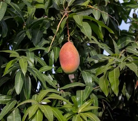 Tak Hanya Buahnya yang Enak, Daun Mangga Ternyata Bisa Mengurangi Penumpukan Lemak di Perut