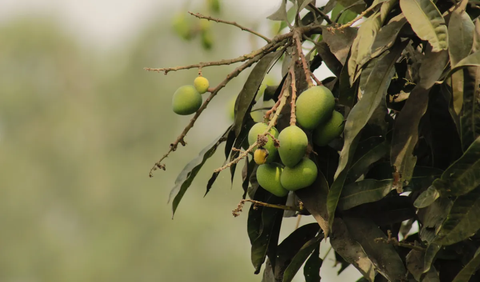 4. Mengatasi Diare dengan Daun Mangga