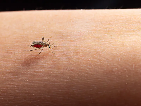 Mencegah Sarang Nyamuk di Musim Hujan: 4 Tips Sederhana yang Perlu Anda Ketahui