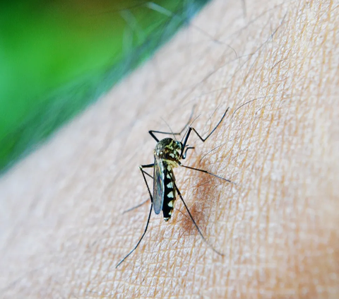 Mencegah Sarang Nyamuk di Musim Hujan: 4 Tips Sederhana yang Perlu Anda Ketahui