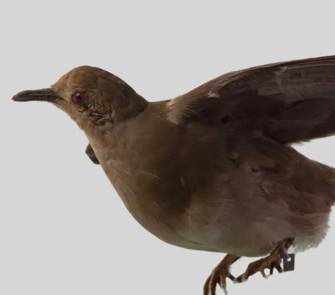 AI Dipakai sebagai Petunjuk Jalan Pencarian Burung Terancam Punah Ini