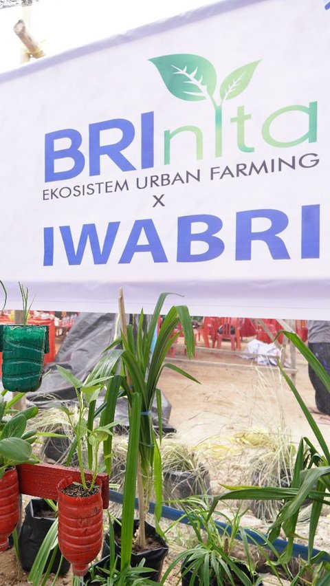 Warga Tuminting & BRI Ubah Lahan Timbunan Sampah Jadi Lahan Urban Farming 'BRInita'
