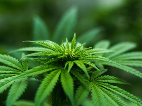 Shocking! Researchers Find Marijuana Content in Human Fossils Buried 300 Years Ago