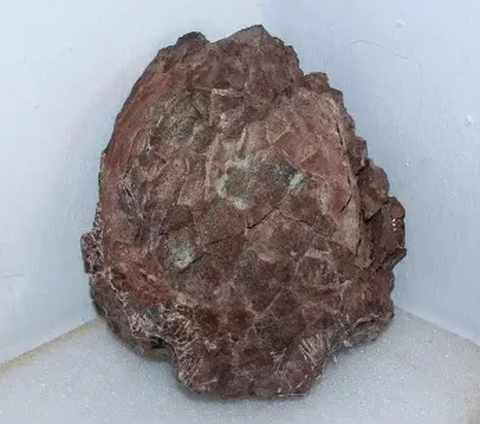 Batu Seberat 2 Ton Ini Ternyata Simpan 70 Butir Telur Dinosaurus, Cangkangnya Ada yang Masih Utuh