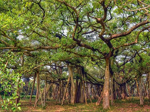 Pohon Ini Bisa Berjalan dan Hidup Selama Ratusan Tahun, Begini Penjelasan Ilmuwan