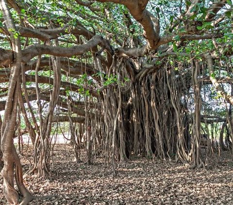 Pohon Ini Bisa Berjalan dan Hidup Selama Ratusan Tahun, Begini Penjelasan Ilmuwan