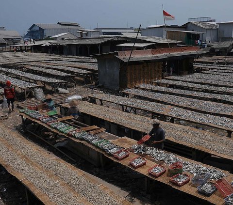 Produksi ikan asin di perkampungan nelayan Muara Angke, Jakarta, terus menggeliat. Berdasarkan pantauan di lokasi pada Selasa (5/12/2023), tampak sibuk mengeringkan ratusan kilogram ikan yang telah diasinkan.<br>