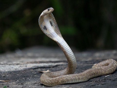 Terrifying! This Woman is Shocked to Find a Cobra Snake in Her Room