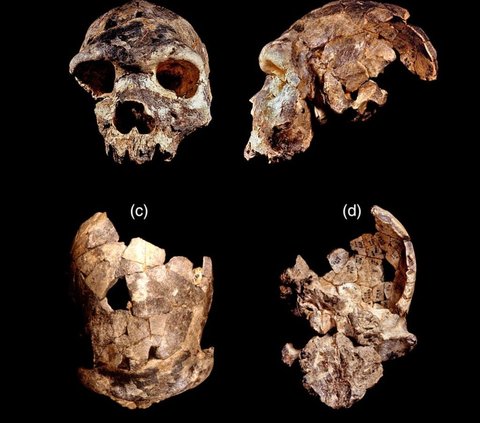 Heboh Penemuan Homo Bodoensis, Spesies Manusia Purba dari 774.000 Tahun Lalu
