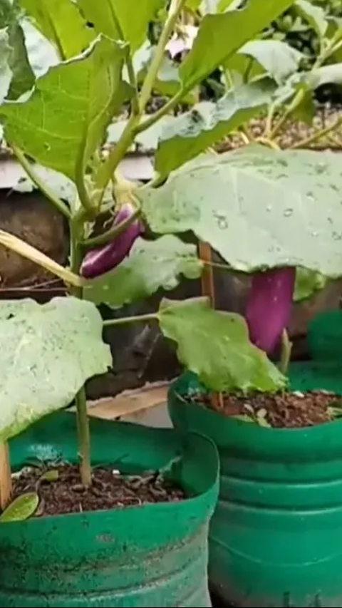 Belajar dari Ibu-ibu di Purwakarta untuk Atasi Inflasi, Bangun Gerakan Tanam Sayur di Dalam Galon Bekas