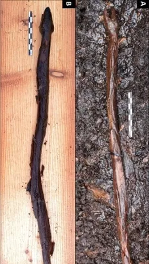 Sebelumnya, tongkat ini tidak pernah ditemukan di Finlandia, meskipun beberapa patung ular dengan bentuk serupa telah ditemukan pada situs arkeologi Neolitikum di wilayah Baltik Timur dan Rusia.<br><br>Foto: Satu Koivisto