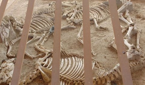 Doxipara menjadi satu-satunya tempat di Yunani di mana kuburan manusia, kuda, dan kereta kencana ditemukan bersama.