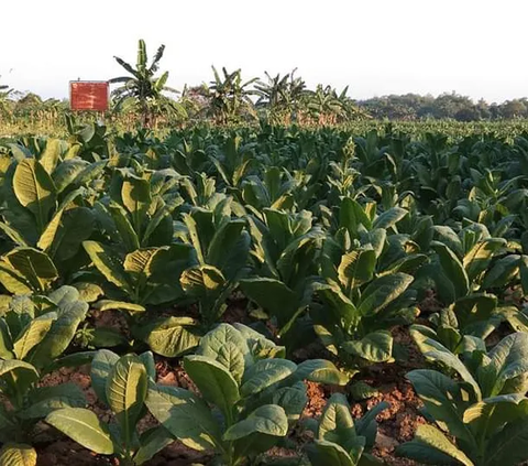 25 Juta Pekerja Diprediksi Bakal Terdampak Aturan Pelarangan Penjualan Rokok Eceran