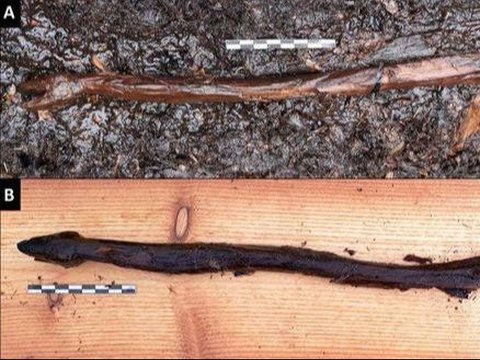 Appearance of a 4,400-Year-Old Snake Staff Belonging to a Stone Age Shaman