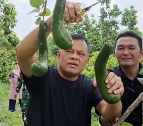 Mantan Panglima TNI Jenderal Gatot Diajak Keliling Kebun, Makan Durian Musang King lalu Petik Alpukat Super