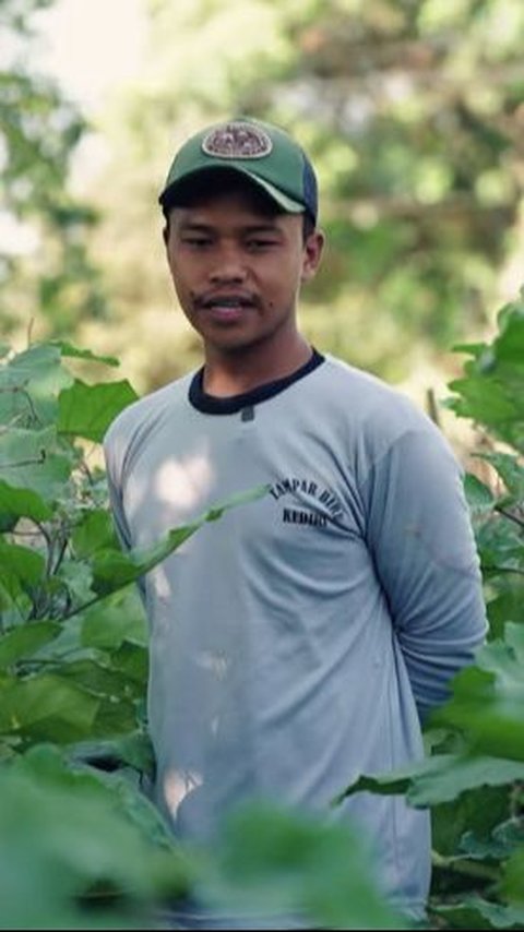 Berhenti Berlayar, Pria Ini Sukses Bertani Terong Ungu di Desa 'Dapat Untung Banyak Bisa Kaya'<br>