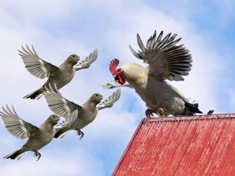 Seperti Burung, Ayam Juga Punya Sayap tapi Kenapa Tidak Bisa Terbang? Ini Penjelasan Ilmuwan