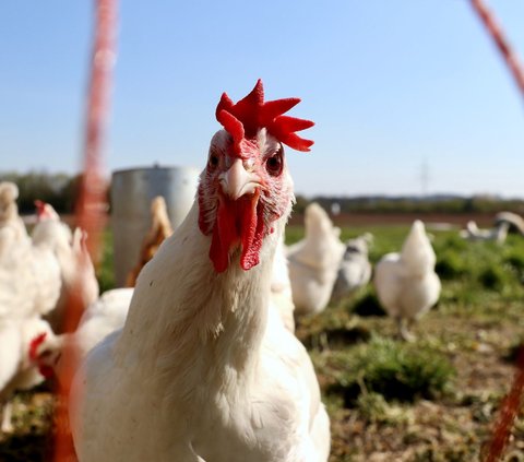 Dengan rasio ini, tidak mengherankan bila ayam modern dengan sayap yang kecil dan massa yang lebih berat tidak dapat terbang dengan baik.