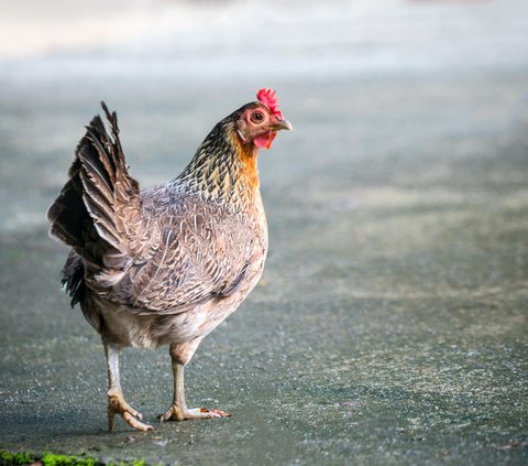 Seperti Burung, Ayam Juga Punya Sayap tapi Kenapa Tidak Bisa Terbang? Ini Penjelasan Ilmuwan