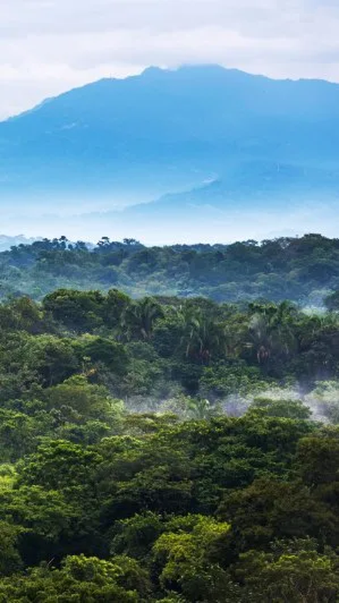 Teknologi Laser Ungkap Jalan Aspal di Tengah Hutan, Dibangun Bangsa Maya 1200 Tahun Lalu<br>