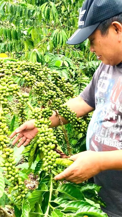 Full Senyum Jenderal Jadi Petani Bersiap Panen Kopi, Nasib Lebih Baik di 2024