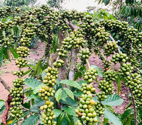 Full Senyum Jenderal Jadi Petani Bersiap Panen Kopi, Nasib Lebih Baik di 2024