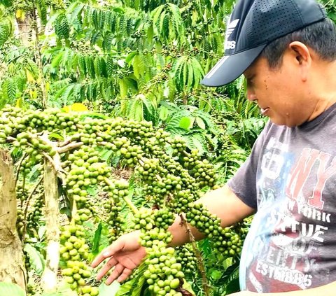 Full Senyum Jenderal Jadi Petani Bersiap Panen Kopi, Nasib Lebih Baik di 2024