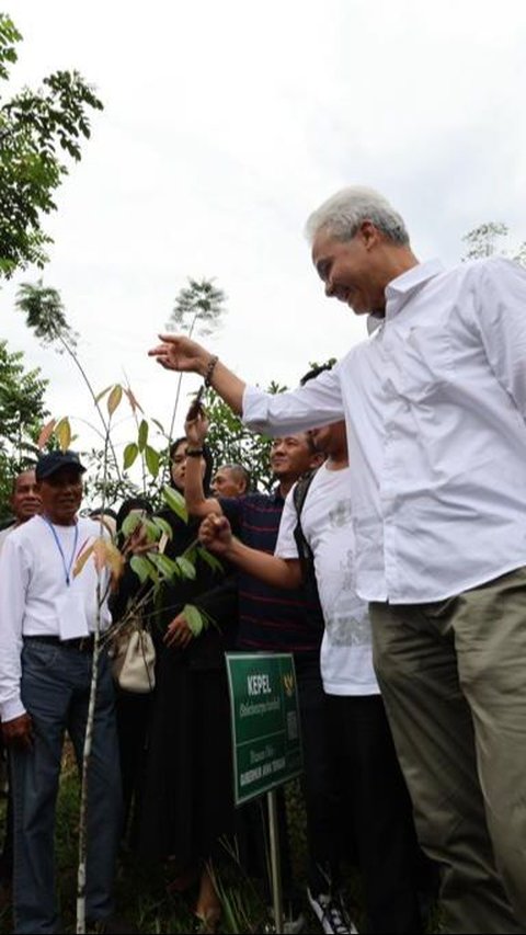 Pohon kepel merupakan penghasil buah kegemaran para putri keraton Jawa.