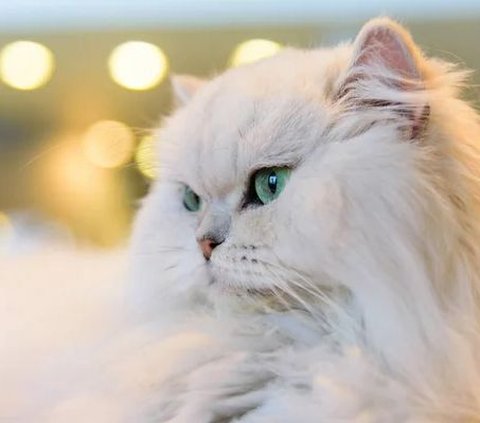 Ciri-ciri Kucing Anggora dan Persia, Jangan Tertukar