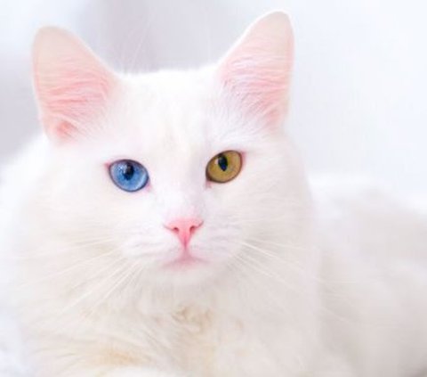 Ciri-ciri Kucing Anggora dan Persia, Jangan Tertukar