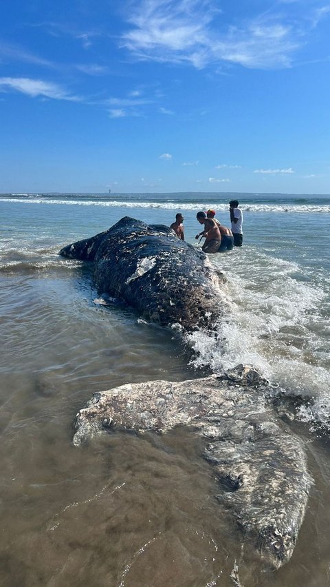 Bangkai Paus Sperma Seberat 1 Ton Terdampar di Pantai Legian Bali<br>