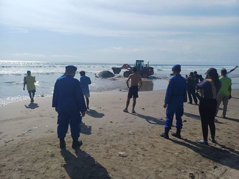 Bangkai Paus Sperma Seberat 1 Ton Terdampar di Pantai Legian Bali