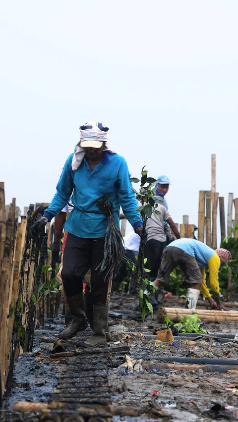 PLN memberikan bibit mangrove sebanyak 5.000 pohon.<br>