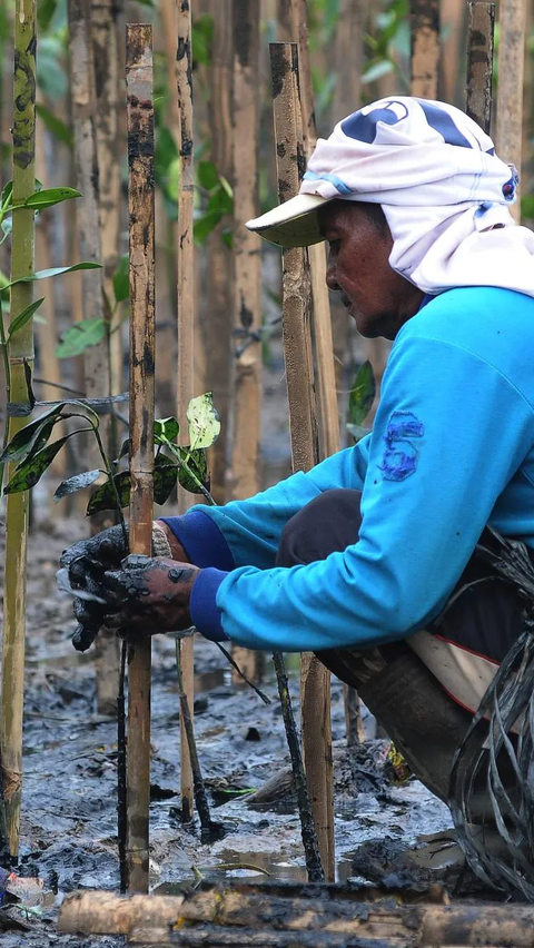FOTO: Cegah Abrasi dan Kurangi Emisi Karbon, 5.000 Pohon Mangrove Ditanam di Muara Angke