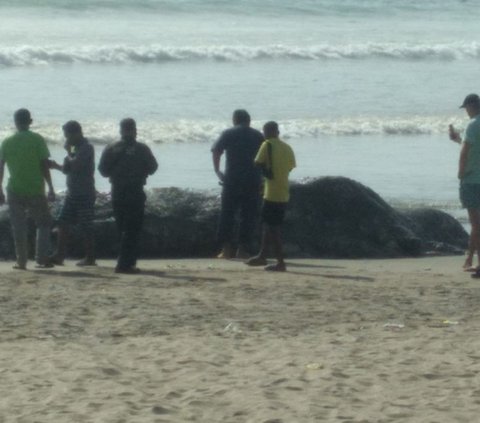 Bangkai Paus Sperma Seberat 1 Ton Terdampar di Pantai Legian Bali