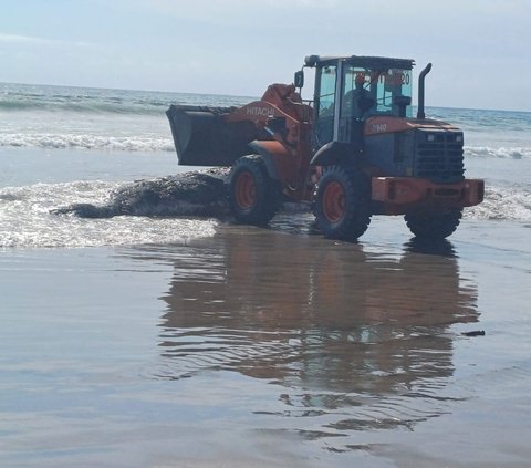 Bangkai Paus Sperma Seberat 1 Ton Terdampar di Pantai Legian Bali